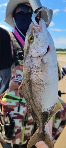 カンパチの釣果