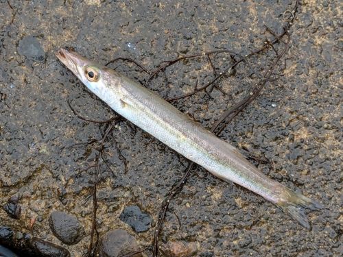 アカカマスの釣果