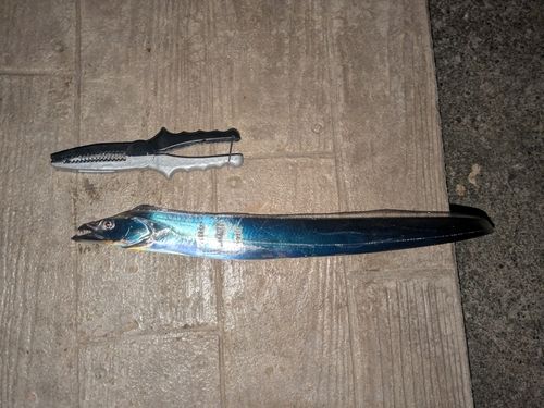 タチウオの釣果