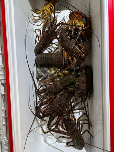 イセエビの釣果