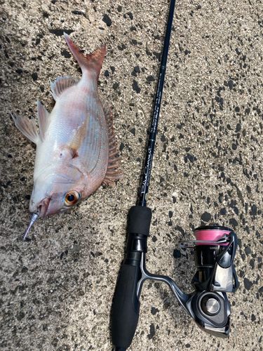 チャリコの釣果