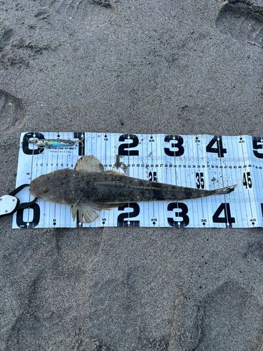 マゴチの釣果