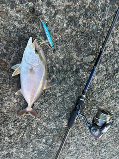 カンパチの釣果