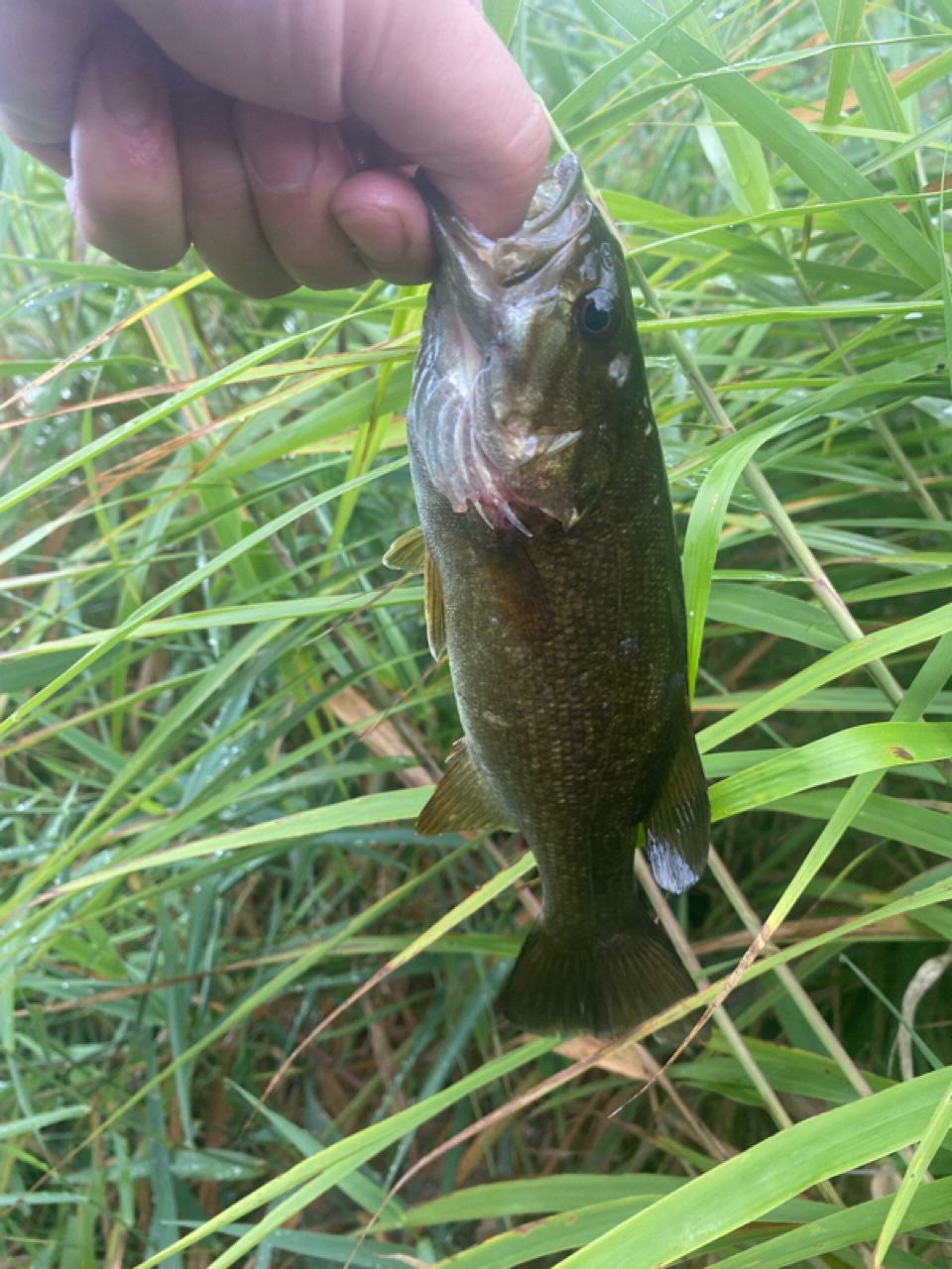 スモールマウスバス