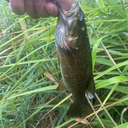 スモールマウスバス