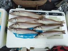 シロギスの釣果