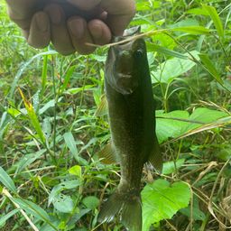 スモールマウスバス