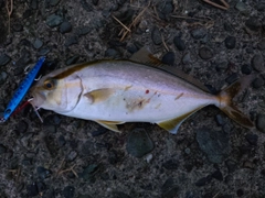 ショゴの釣果