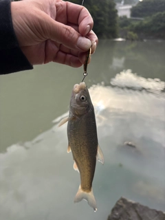 ウグイの釣果