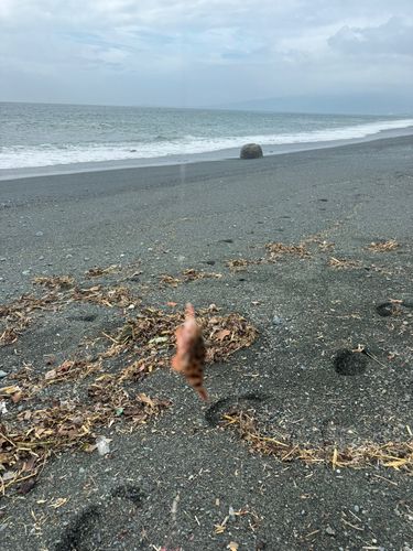 イソカサゴの釣果