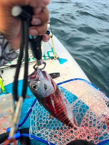 カツオの釣果