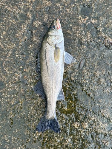 セイゴ（マルスズキ）