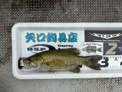 スモールマウスバスの釣果
