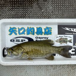 スモールマウスバス