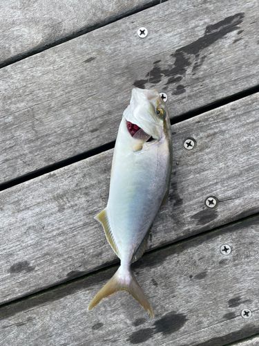 ショゴの釣果