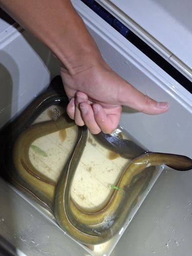 ニホンウナギの釣果