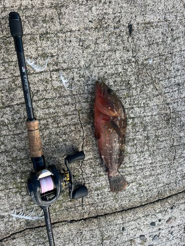 キジハタの釣果