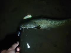 ナマズの釣果