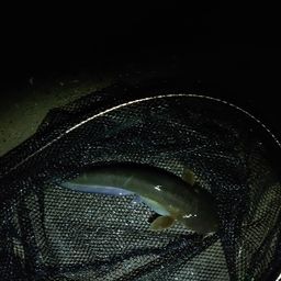 ナマズ