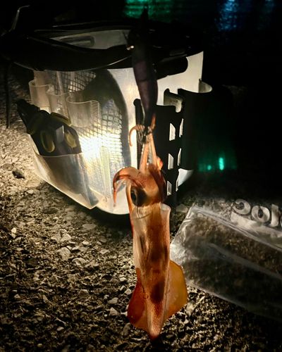 ケンサキイカの釣果