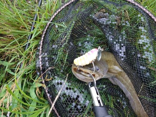 ナマズの釣果