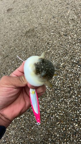 フグの釣果