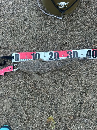 マゴチの釣果