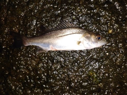 セイゴ（マルスズキ）の釣果