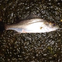 セイゴ（マルスズキ）