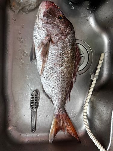 タイの釣果
