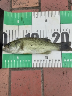 ラージマウスバスの釣果