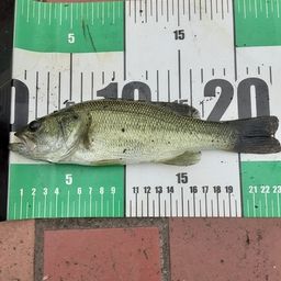 ラージマウスバス