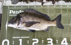 クロダイの釣果