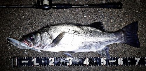 ヒラスズキの釣果
