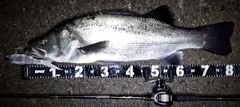 ヒラスズキの釣果