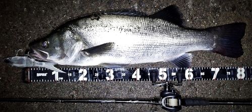 ヒラスズキの釣果