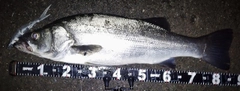 ヒラスズキの釣果