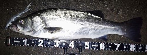 ヒラスズキの釣果