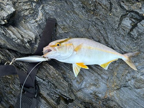 ケンサキイカの釣果
