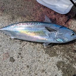 ソウダガツオ