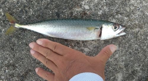 サバの釣果