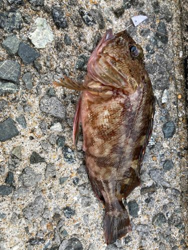 アラカブの釣果