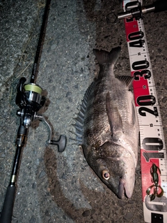チヌの釣果