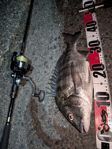 チヌの釣果
