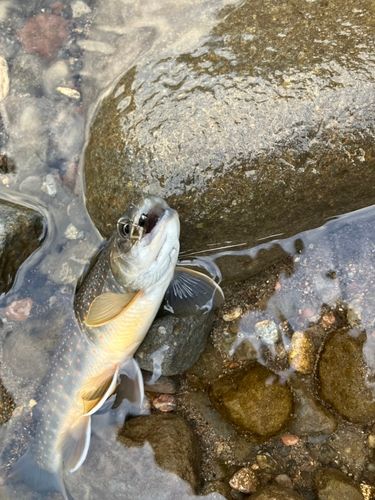 オショロコマの釣果