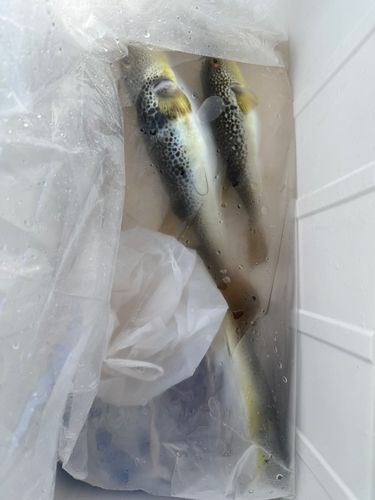 ショウサイフグの釣果