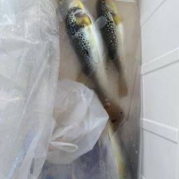 ショウサイフグ