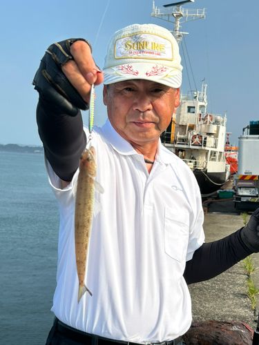 エソの釣果