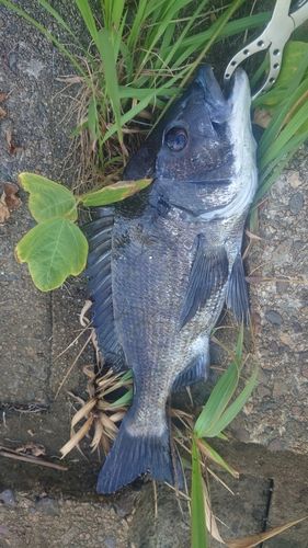 クロダイの釣果