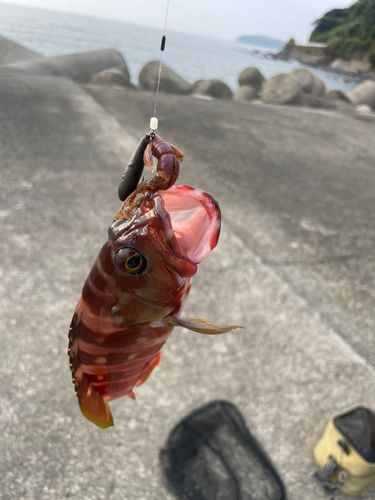アカハタ